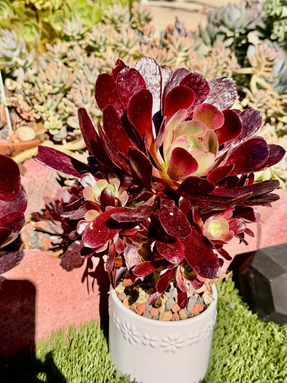 Aeonium Medusa Succulent (pot not included, 8” cutting 8”wide,no soil. 11 babies